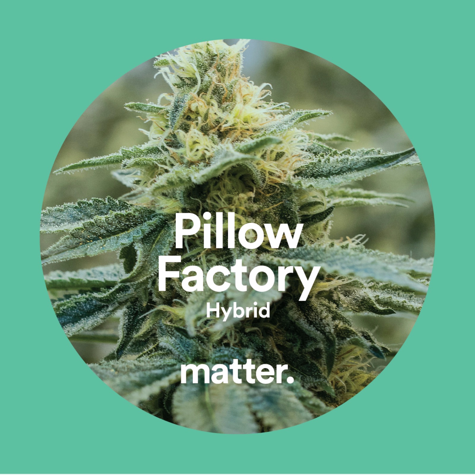 Pillow Factory Leafly